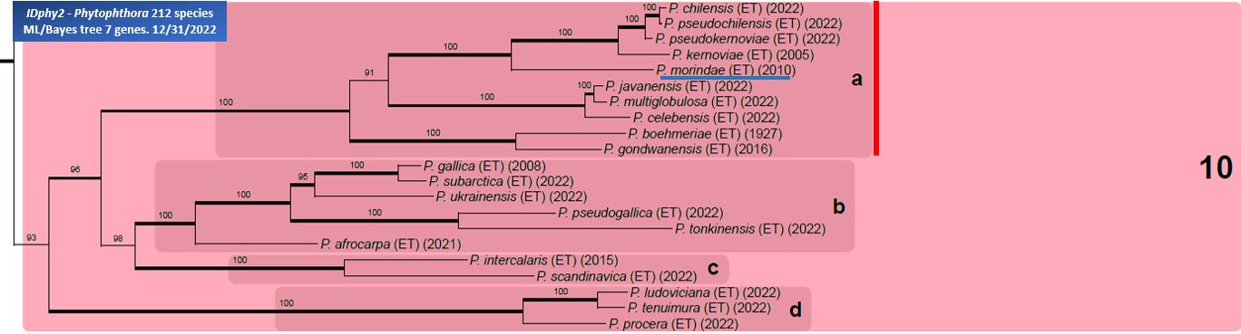   Phytophthora  spp. in subclade 10a:  portion of the seven-loci ML phylogeny featuring the type cultures of 212 described species (by T. Bourret). Notice the position of   P. morindae  Ex-type CBS 121982 = Samp;T BL 49G . Gloria Abad, USDA Samp;T.
